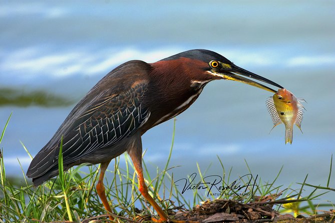 Mahahual and Costa Maya Birdwatching - Mangroves, jungle, grassland, and residential areas