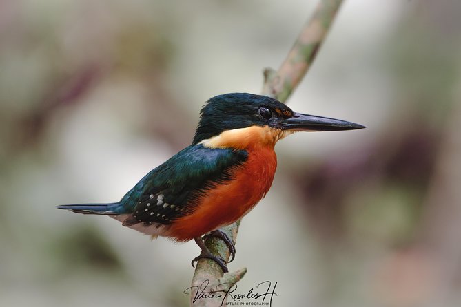 Mahahual and Costa Maya Birdwatching - The birds you might add to your list