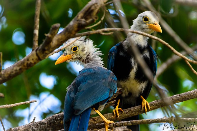 Mahahual and Costa Maya Birdwatching - Lunch at the farm or beside the beach