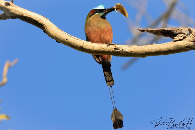 Mahahual and Costa Maya Birdwatching - Small groups make a big difference