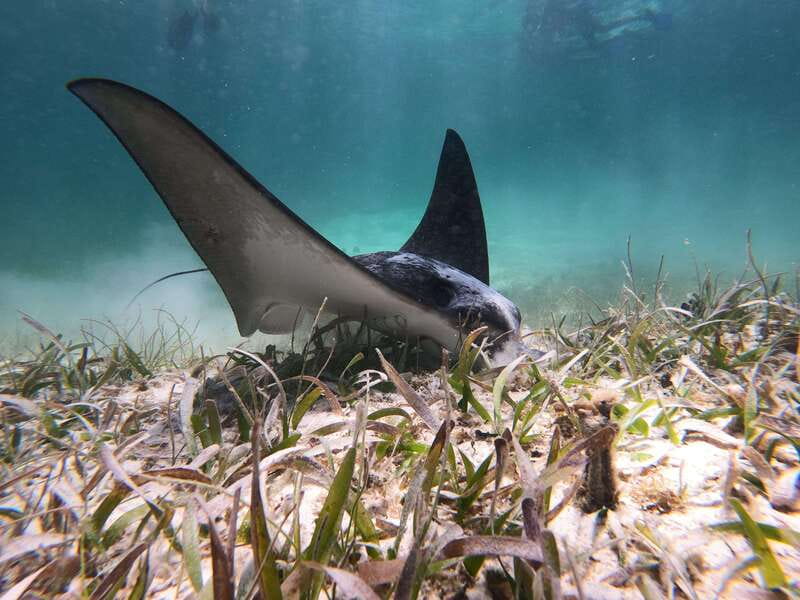 Mahahual: Snorkel Tour in Reef Lagoon - Why Mahahual’s reef lagoon works well for first-time snorkelers