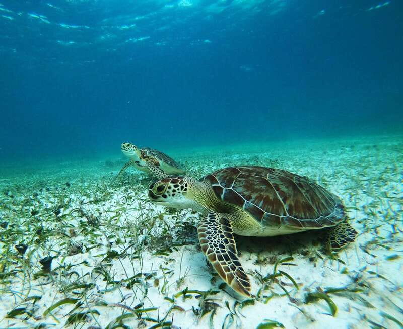 Mahahual: Snorkel Tour in Reef Lagoon - A 10-minute speedboat ride to sheltered water