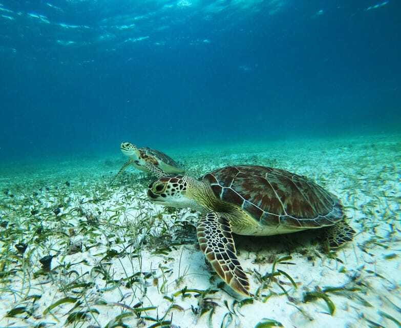 Mahahual: Snorkel Tour in Reef Lagoon - A practical call on booking