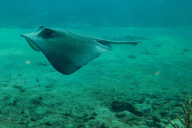 Mahahual Snorkeling Adventure: Turtle Encounter - What the Mahahual turtle snorkel actually feels like