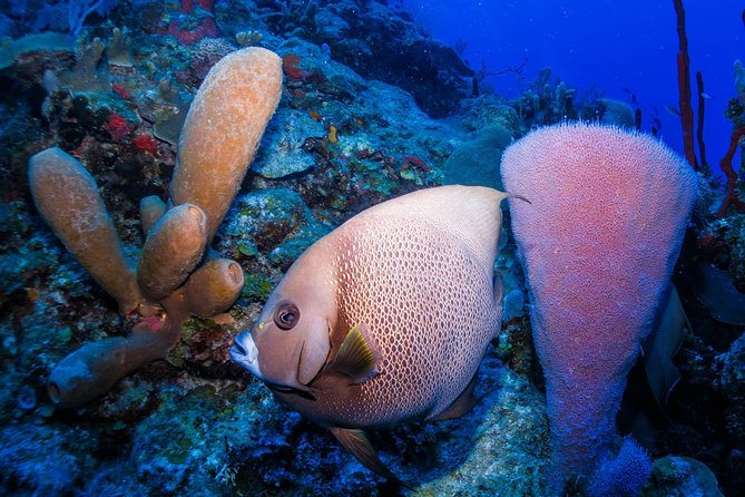 Mahahual Snorkeling Adventure: Turtle Encounter - Getting there from the Costa Maya cruise port