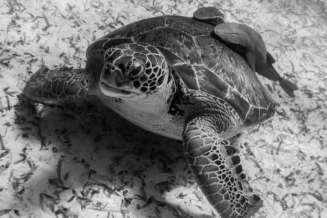 Mahahual Snorkeling Adventure: Turtle Encounter - What to bring and what to expect afterward