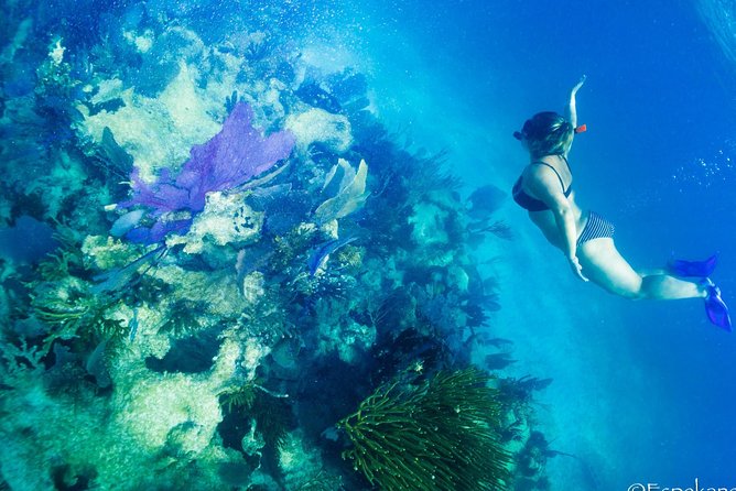 Mahahual Snorkeling Adventure: Turtle Encounter - Is $32 a good value?