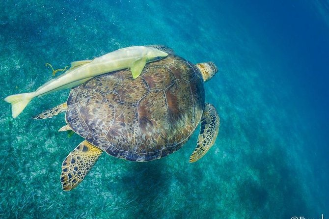 Mahahual Snorkeling Adventure: Turtle Encounter - The boat ride and first reef area