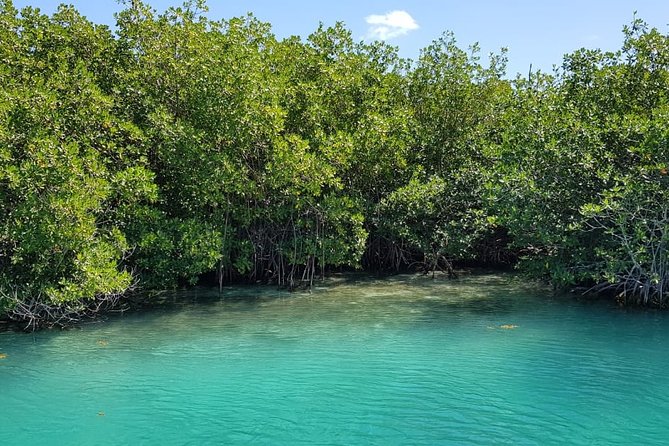 Mangrove and Lagoon Speed Boat Tour - Who will enjoy the driving most