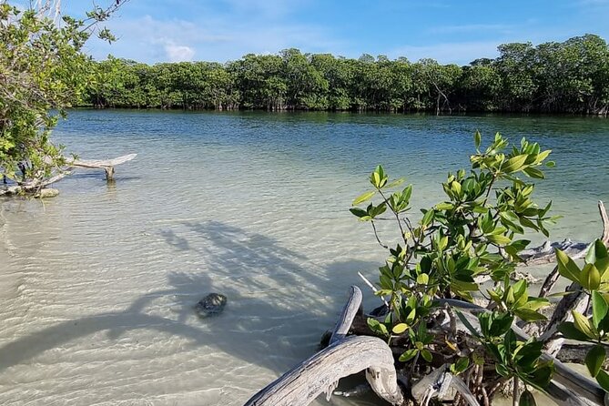 Mangrove and Lagoon Speed Boat Tour - How this compares with a standard boat tour