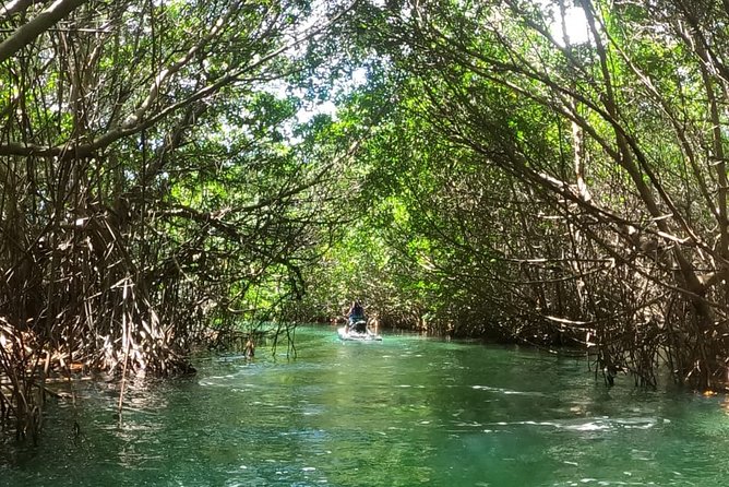 Mangrove and Lagoon Speed Boat Tour - Questions to ask before you pay