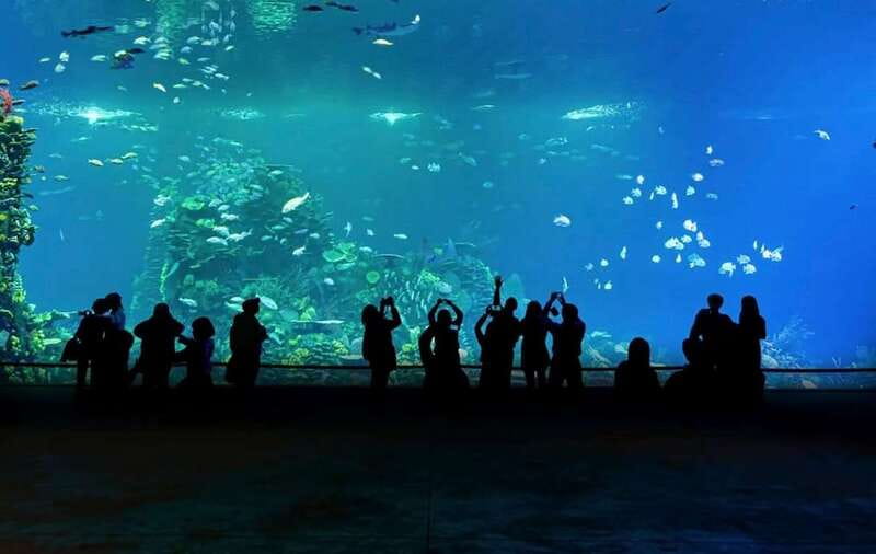 Mazatlan: Grand Aquarium Ticket and City Sightseeing Tour - Exhibits for families, animal lovers, and curious adults