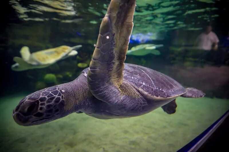 Mazatlan: Grand Aquarium Ticket and City Sightseeing Tour - Reliability deserves a careful check