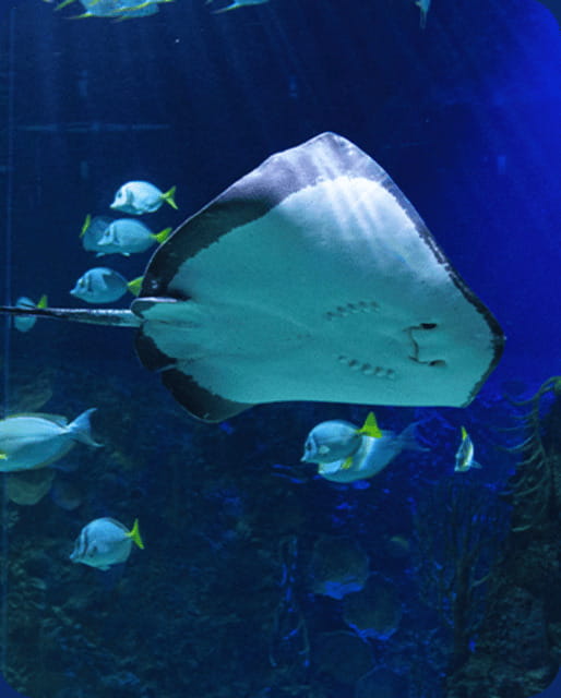 Mexico City: Fast Pass Ticket to Acuarium Inbursa - Penguins, sharks, and the main aquarium route