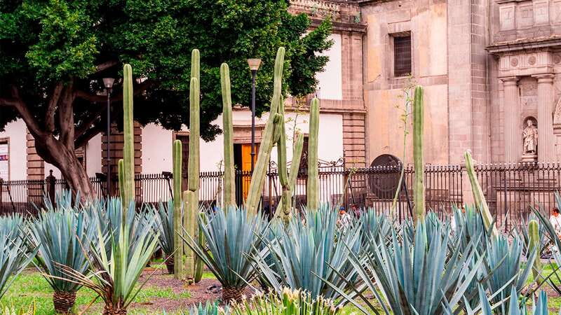 Mexico City: Historic Downtown Walking Tour - Price, walking demands, and who gets the most value
