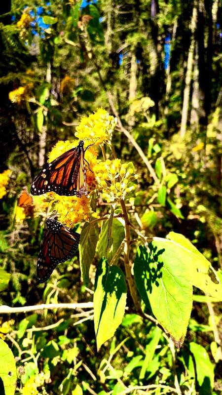 Mexico City: Monarch Butterfly Sanctuary Day Tour - Walking into the Sierra Chincua forest