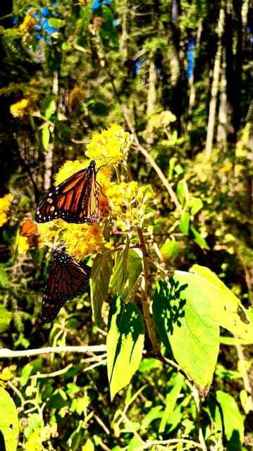 Mexico City: Monarch Butterfly Sanctuary Day Tour - Food, markets, and the Michoacán side trip
