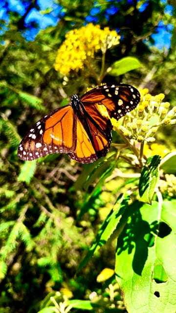Mexico City: Monarch Butterfly Sanctuary Day Tour - Should you book the Sierra Chincua day trip?