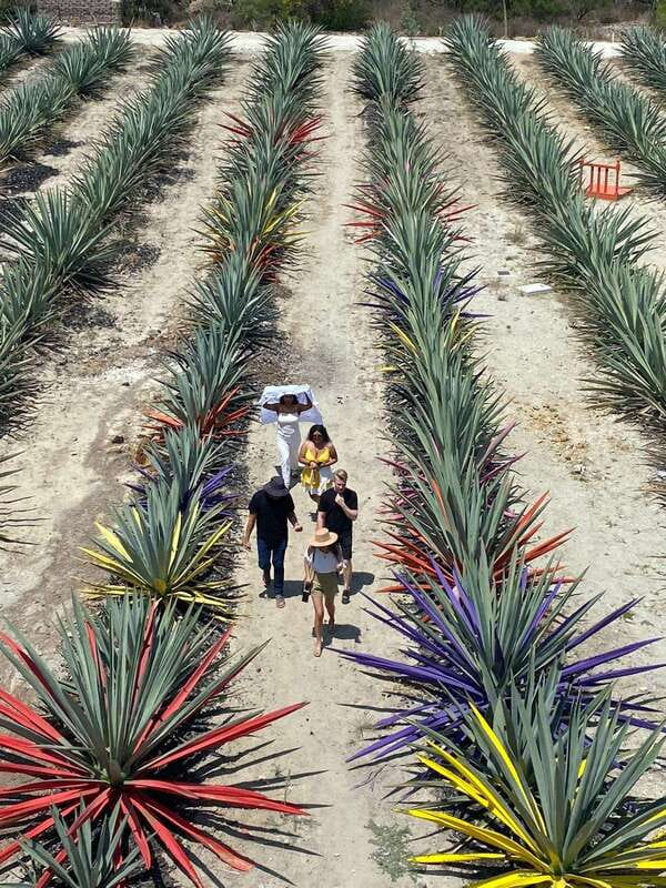 Mezcal Tour Oaxaca - From Reforma 403 to Oaxaca’s mezcal country