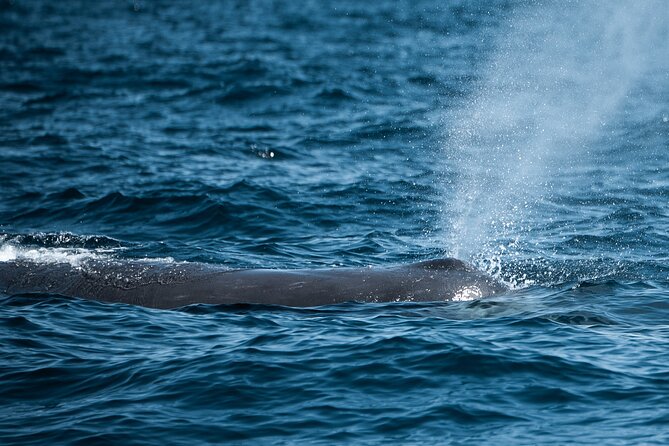 Mobulas and Cetaceans Day Trip - Why this La Ventana expedition feels different