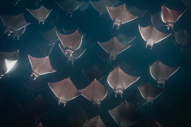 Mobulas and Cetaceans Day Trip - In the water with mobula rays