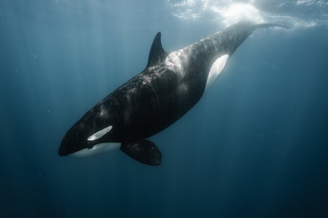 Mobulas and Cetaceans Day Trip - Dolphins, whales, sharks, and sea lions