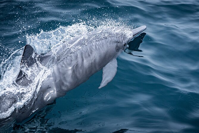 Mobulas and Cetaceans Day Trip - The guides and the tone on board