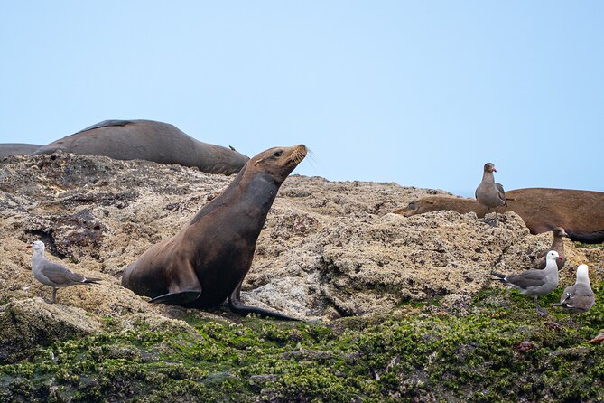 Mobulas and Cetaceans Day Trip - What the $270 price buys you