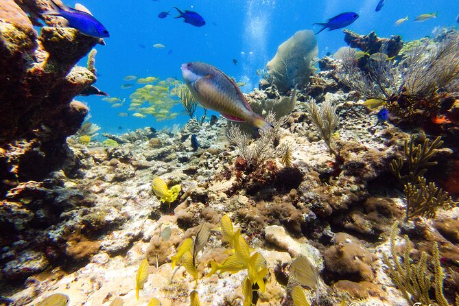 MUSA Museum and Colorful Reef 2 Tank Dive-Certified Divers - The marine life is the real bonus