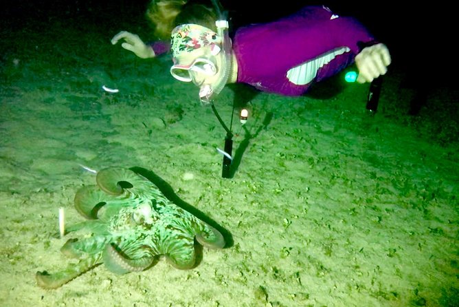 Night Snorkeling - Observation of octopus and other species - Safety, Weather, and the Limits of the Experience