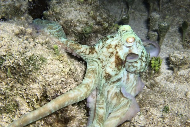 Night Snorkeling - Observation of octopus and other species - Who Will Get the Most From This Tour?
