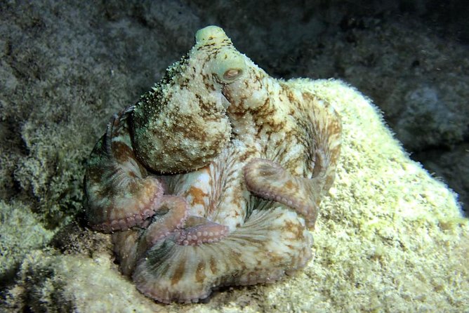 Night Snorkeling - Observation of octopus and other species - Guides Who Keep Nervous Beginners Moving