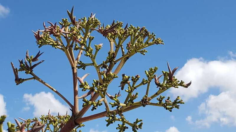 Oaxaca: Mezcal Adventure - Who should book this mezcal outing