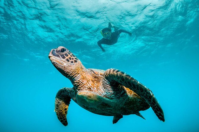 Ocean Eco Adventure with Marine Biologist Guides - Key points before you book