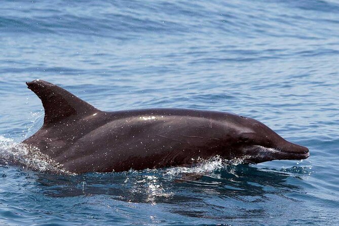 Ocean Eco Adventure with Marine Biologist Guides - Snorkeling in Huatulco National Park