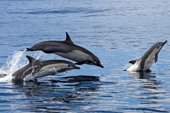 Ocean Eco Adventure with Marine Biologist Guides - Cruising the seven famous bays
