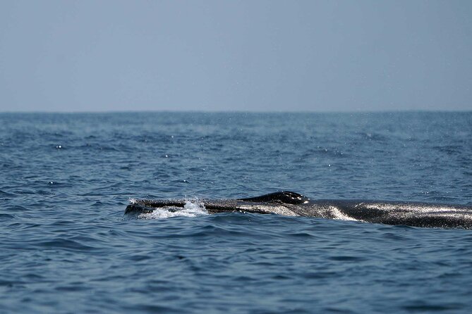 Ocean Eco Adventure with Marine Biologist Guides - The boat, comfort, and rough-water reality
