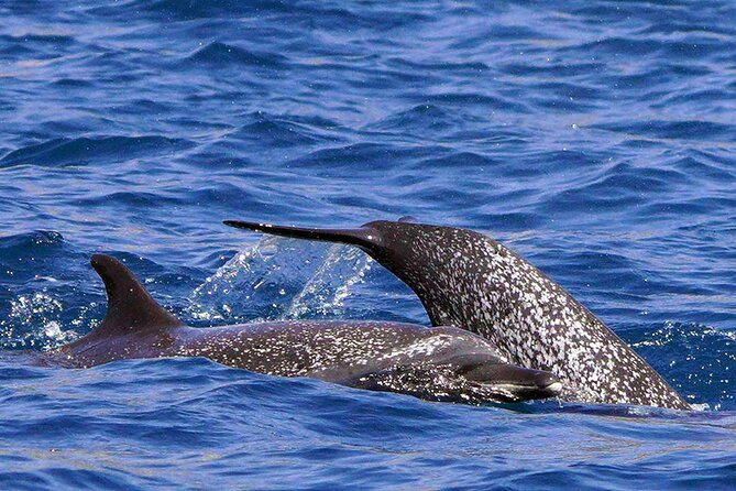 Ocean Eco Adventure with Marine Biologist Guides - What to bring to Chahué Marina