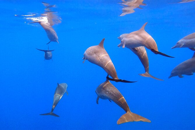 Ocean Eco Adventure with Marine Biologist Guides - What the marine biologists add