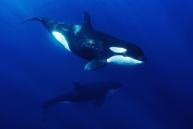 Ocean Safari: Sea Lions, Mobula Rays, Dolphins, Orcas & Whales - Leaving La Ventana at 8:00 a.m.