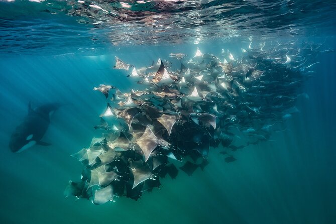 Ocean Safari: Sea Lions, Mobula Rays, Dolphins, Orcas & Whales - Mobula rays are the main underwater thrill