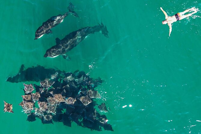 Ocean Safari: Sea Lions, Mobula Rays, Dolphins, Orcas & Whales - Dolphins, whales, and the chance of an orca