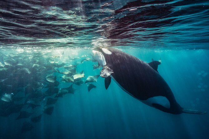 Ocean Safari: Sea Lions, Mobula Rays, Dolphins, Orcas & Whales - Respectful encounters are part of the value