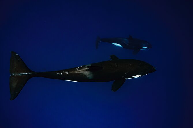 Ocean Safari: Sea Lions, Mobula Rays, Dolphins, Orcas & Whales - What the five hours really includes