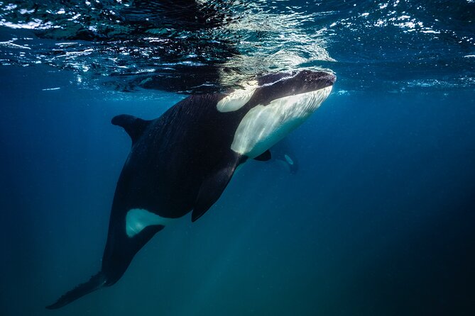 Ocean Safari: Sea Lions, Mobula Rays, Dolphins, Orcas & Whales - Who will enjoy this ocean safari most