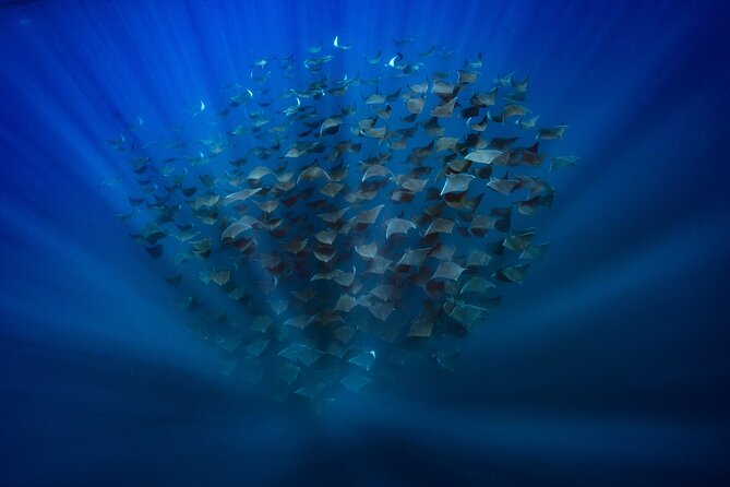 Ocean Safari: Sea Lions, Mobula Rays, Dolphins, Orcas & Whales - Practical details that affect your decision