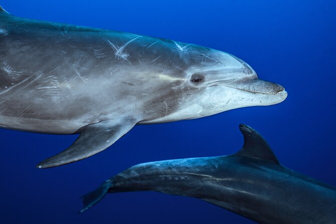 Ocean Safari: Sea Lions, Mobula Rays, Dolphins, Orcas & Whales - A search rather than a scripted route
