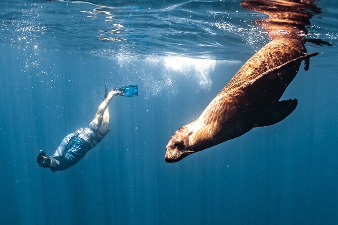Open Ocean Safari and Whale Watching - The 9:00 am start at Marina del Rey