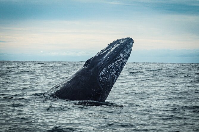 Open Ocean Safari and Whale Watching - Pelican Rock and the chance to get in the water
