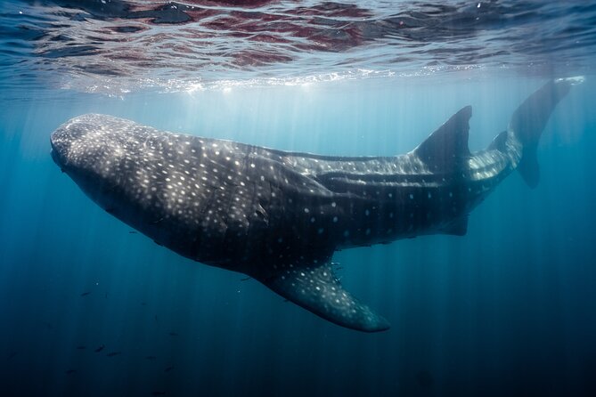 Open Ocean Safari and Whale Watching - The Sea of Cortez and the real wildlife search